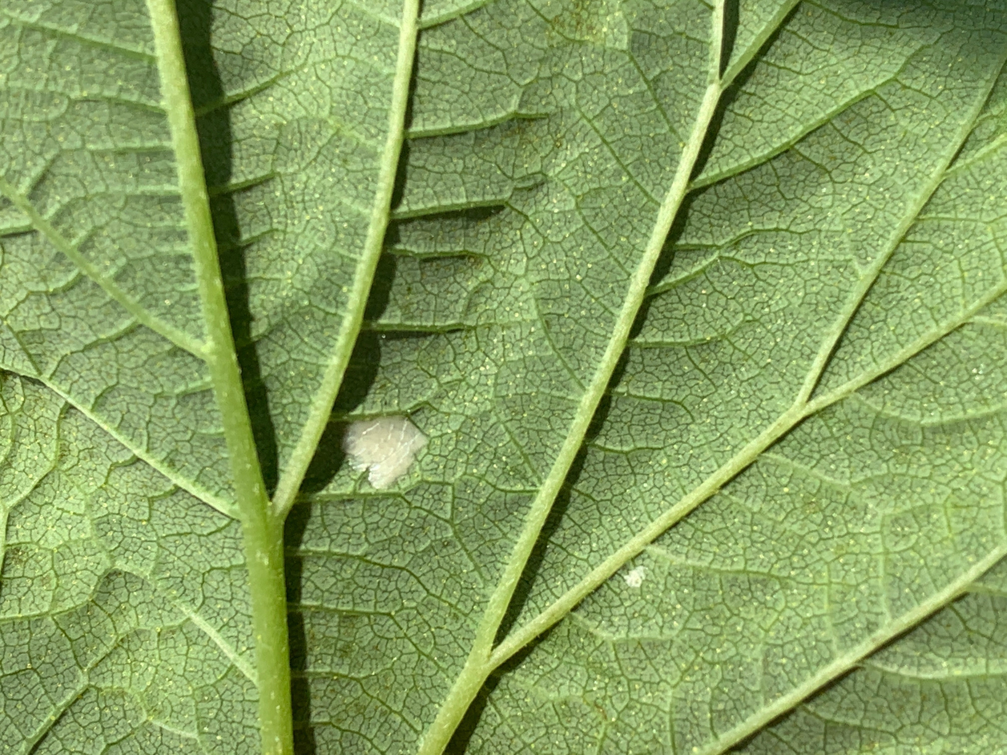 Newly laid European corn borer eggs on the underside of hop leaves.